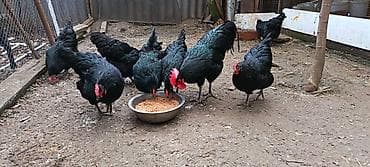 qara avstralop: Məhsul: Qara toyuq sürüsü (yumurtacı cins) Təsvir: - Şəkillərdə tam — 1