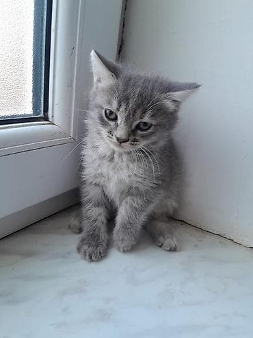 paroda pişik: Şotland, Erkək, Dişi, Ödənişli çatdırılma — 2