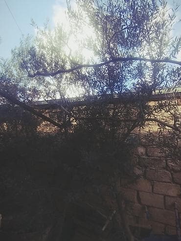 Digər bitkilər: Zeytun ağacı satılır - Növ: Zeytun (Olea europaea) - Hündürlük — 3