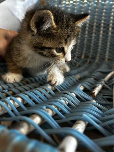 возьму котенка в добрые руки: Yaxşı əllərə, Ünvandan götürmə — 2