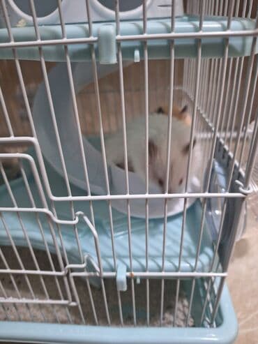 cuce qefes: Hamster üçün tam dəst qəfəs - Ölçü: kompakt masaüstü, çoxmərtəbəli — 5