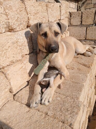 1 ay, Erkek, Ünvandan götürmə