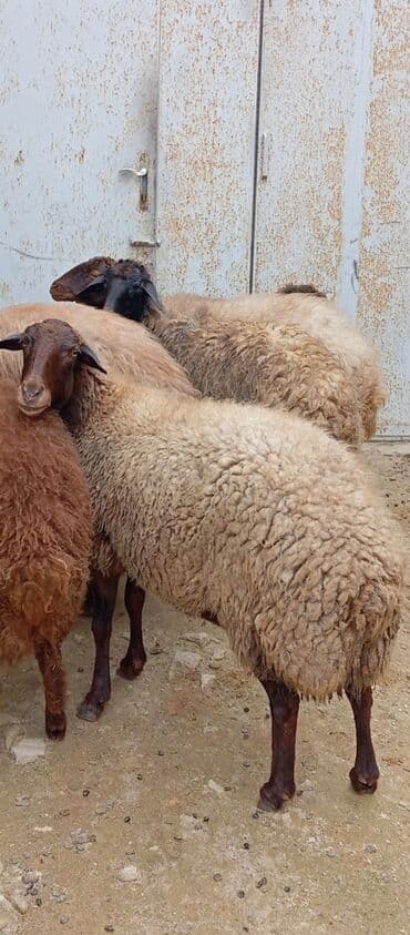 Dana, buzov: Salam ünvan Bakıin maştağa kendi obşi 6 baş heyvanlar 5 baş boğaz — 3