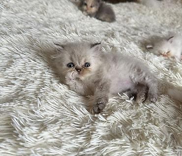 mingəcevir pişik: Fars — 5