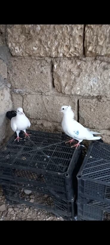 Аквариумы: Məhsul: Qab-qaçaq göyərçinləri (cüt) Təsvir: - Rəng: Ağ gövdə, qara — 2