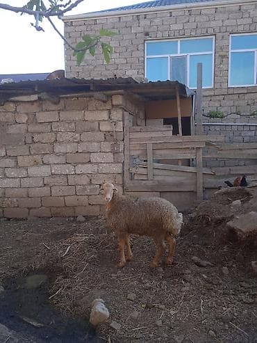 100 l akvarium: Erkəy quzu satilir 15 klo əti var qurbanlığa yarayır — 3