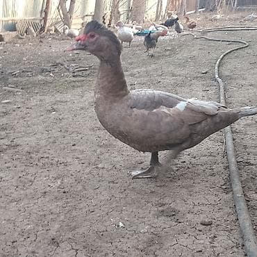 İtlər: Cütü 55 manat Ərkəy dişi . fındıq rəng Aktiv və ətlik Ərkəy, krasnodar — 1