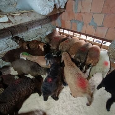 Akvariumlar: Salam aleyküm 215 mantdan 240 manata kimi deyişlir saxlamlqa yararlı — 7