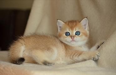 Heyvanlar üçün mallar: Qızıl şinşilla, Erkək, Dişi, Ünvandan götürmə — 2