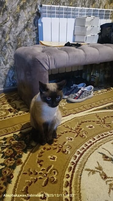 İtlər: Məhsul: Siam pişiyi. Erkək Satilir Təsvir: - Dairəvi formaya malik — 6