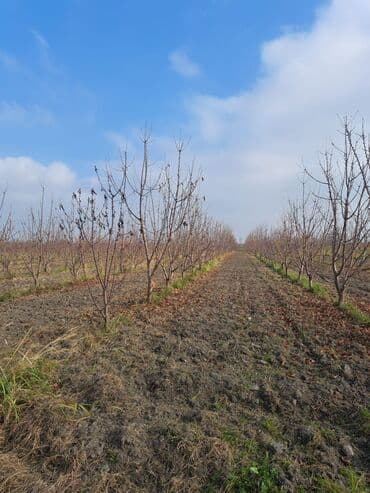 купить 1 комнатную квартиру в баку: Quba-Xaçmaz ərazisindədir Asvalt yola 5km yaxınlıqda 6 illik karmen — 3
