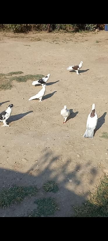 Salam gorduzu heyvanlar tərcizmə di hamsi saglam bala veren heyvandi lalafo.az -da Salam gorduzu heyvanlar tərcizmə di hamsi saglam bala veren heyvandi
