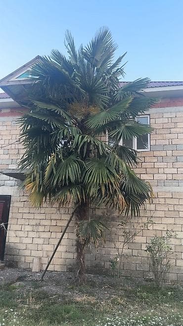 Растения: Trachycarpus fortunei (yapon xurması) palma ağacı - Növ: Trachycarpus — 2