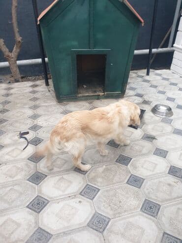 heyvanlar: Kolden Rotfeller qiyməti 700 yuva qarşıq — 2