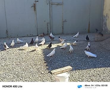 Quşlar: 24 eded heyvandi 5 manatdan satılır ünvan Bine qəsəbəsi zəhmət olmasa — 4