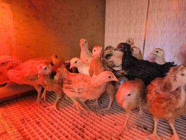 Digər heyvanlar: 1 aylıq tam sağlam çox aktiv kucinka cücələr satılır — 1