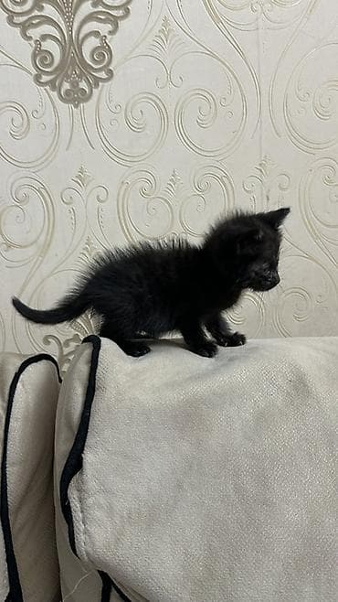 sahibləndirmə: Dişi, Yaxşı əllərə — 3