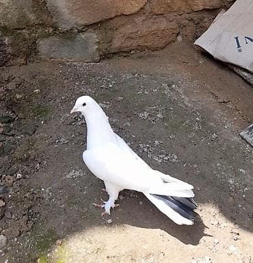 qara baş quşlar: 15 tuk erkey tutulmadi — 1