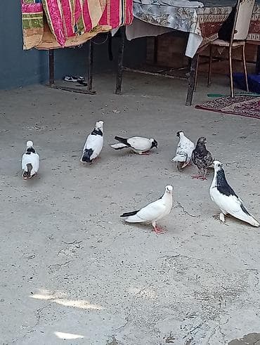 dəniz donuzu qiyməti: Tam sağlam quşlardi 2 cüt 2 bala 1 əbrəşdi altında 4 yumurtaları da — 1