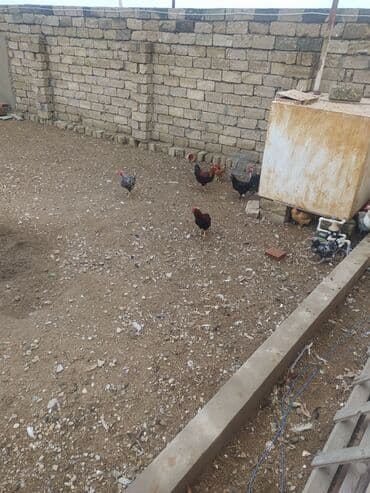 yuxuda ördek balası görmek: Toyuq, Damazlıq — 1