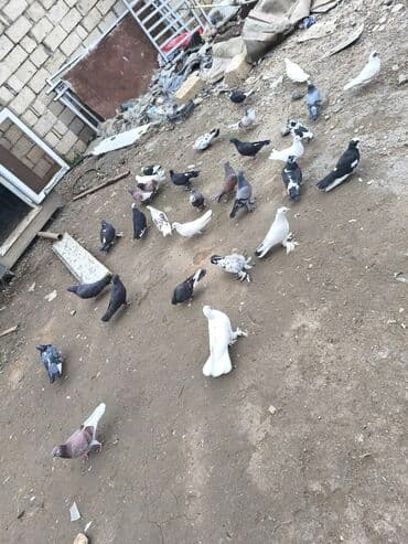 Məhsul: Göyərçin 40 ədəd topdan Təsvir: - Şəkillərdə müxtəlif rəng və — 1