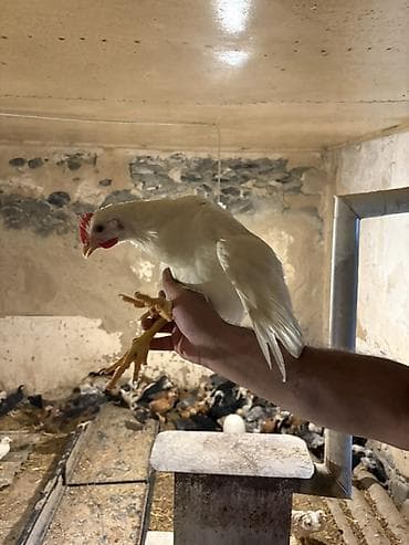 çin aslanı: Salam Yerli Cuculer 54 Gunlukdu. Tam Saglam Vitaminleri, lacostasi — 6