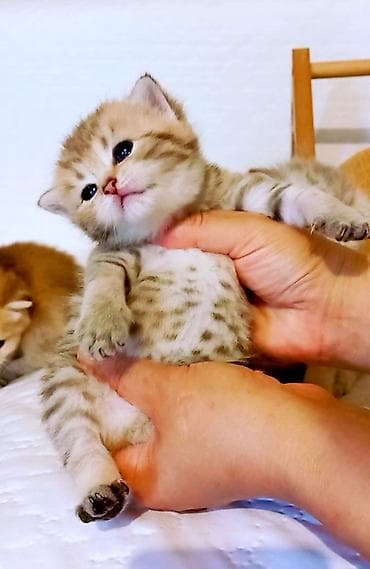 Qızıl şinşilla, Erkək, Yaxşı əllərə, Ünvandan götürmə — 6