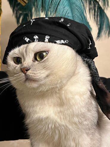 Одежда: Silver şınşıla cutlesdirilir. peyvendu qurd dermani olunub tam — 2