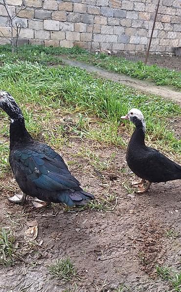 coban it adlari: 5- 6 aylıq Lal ördekler .bir fere bir xoruz çütü 65 manat — 5