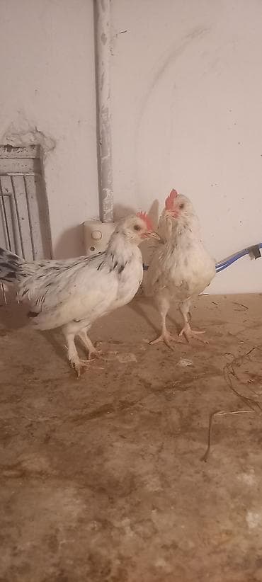 heyvan satisi tap az: Toyuq cücələri, Damazlıq — 8