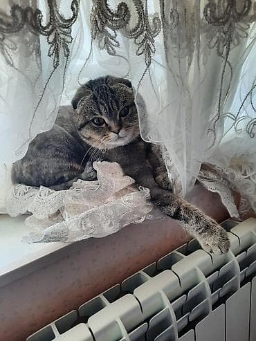 pişiklər: Britan — 7