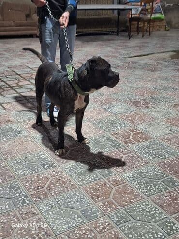 где купить собаку в баку: Кане-корсо, 1 год, Самец, С прививками, Самовывоз — 1