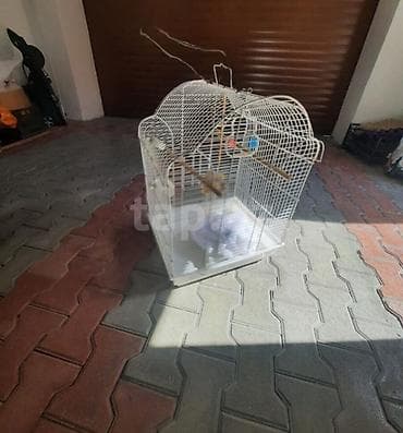 heyvan geyimleri: Qəfəslər ikisi bir yerdə 60 manat . Qiymət sondur. Buna görə narahat — 2