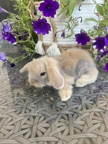 cat ruletka: Çox gözəl və nadir rəngə sahib Holland Lop balası satılır. ✅ 1 — 3