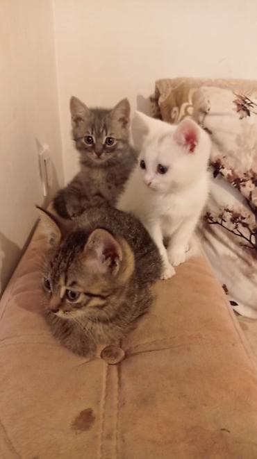 ucuz bala pişiklər: Yaxşı əllərə — 3