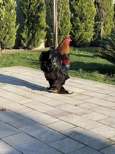 pişik satışı ucuz: Brama xoruzları. Biri 2 illik xoruz - 100₼ İkisi 7 aylıq xoruz — 1