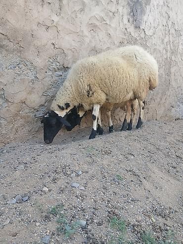 kreditle heyvan satisi: Ana baLa satıLır cavan heyvandı — 2