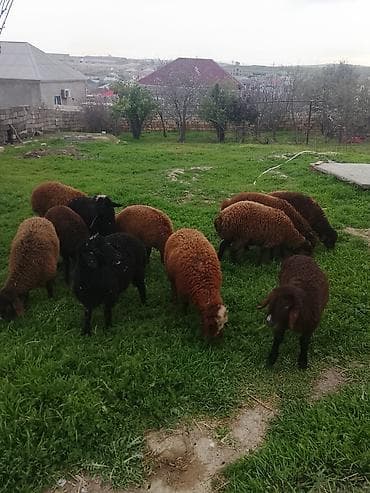 qaz cücəsi: Qoyun sürüsü – qaragül tipli, müxtəlif rənglərdə (qara, tünd — 4