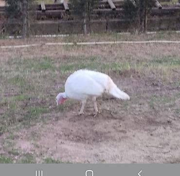 hinduska satisi: Hindular – ev şəraitində becərilən, sağlam və iri cüssəli — 2