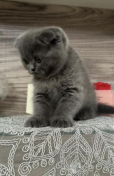 pisiklerin satisi: Şotland yastı qulaq, Dişi — 4