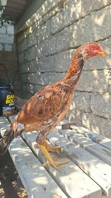 Cücələr: Fevral cücələri.Cüt satılır 80azn.Cinsi təmizdi0552740964 vp — 3