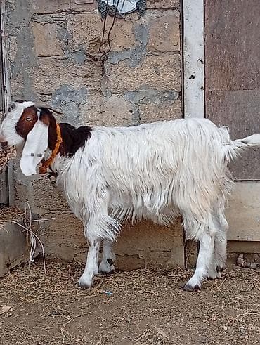 Птицы: Самка, лет: 1, Для мяса, Самовывоз, Платная доставка — 4