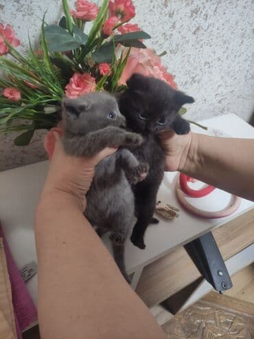 где можно купить котенка: Yaxşı əllərə — 2