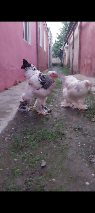 xacmaz heyvan bazari: Toyuq, Brama, Damazlıq — 1