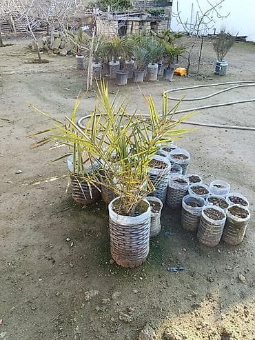 palma gul: PALMA❗️ - Növ: dekorativ xurma/palma (bağ, həyət və landşaft üçün). - — 1