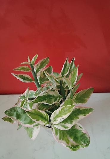 Variegatlı ev bitkisi – qırmızımtıl çalarlı krem-ağ kənarlı, yaşıl