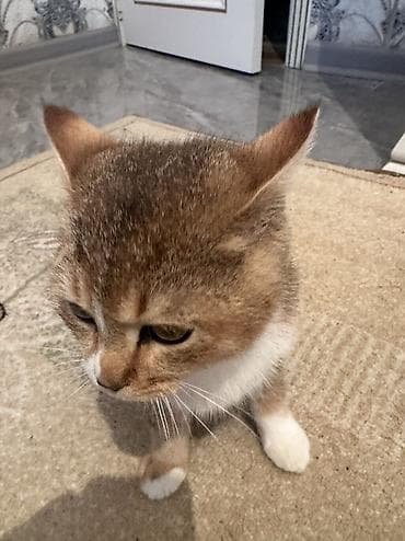 Digər heyvanlar: Britan — 5