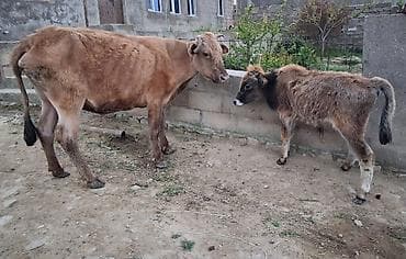 Inəklər, öküzlər: Dişi, il: 1, 100 kq, Südlük, Ünvandan götürmə, Ödənişli çatdırılma — 1