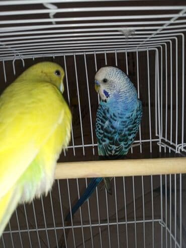 geref quşu: Cüt quşlar satılır qəfəslərlə bir yerdə ucuz qiymətə valnistiy — 8