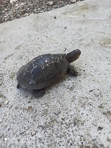 aqvarium: Su bağası – akvaterrarium üçün - Növ: su bağası (quruda və suda — 5